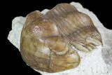 Illaenus Oculosus Trilobite - Russia #104569-3